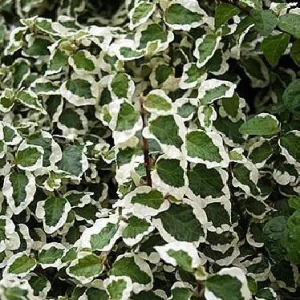Creme & Green Creeping Fig Live Plant - Ficus pumila variegata - 2.5
