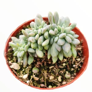 Cremeria Expatriata Crest Succulent Live Plant - Drought-Tolerant - Image 2