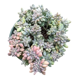 Cremeria Expatriata Crest Succulent Live Plant - Drought-Tolerant - Image 7