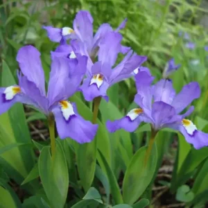 Crested Wild Iris Bare Root Plants - Iris cristata - Set of 10 - Woodland Flower Perennial - Image 1