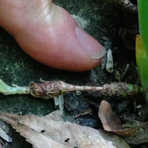 Crested Wild Iris Bare Root Plants - Iris cristata - Set of 10 - Woodland Flower Perennial - Image 6