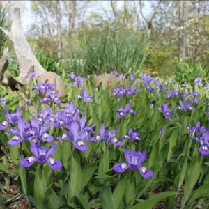 Crested Wild Iris Roots - Iris cristata - 5 Bare Roots - Perennial Woodland Flower - Outdoor - Image 2