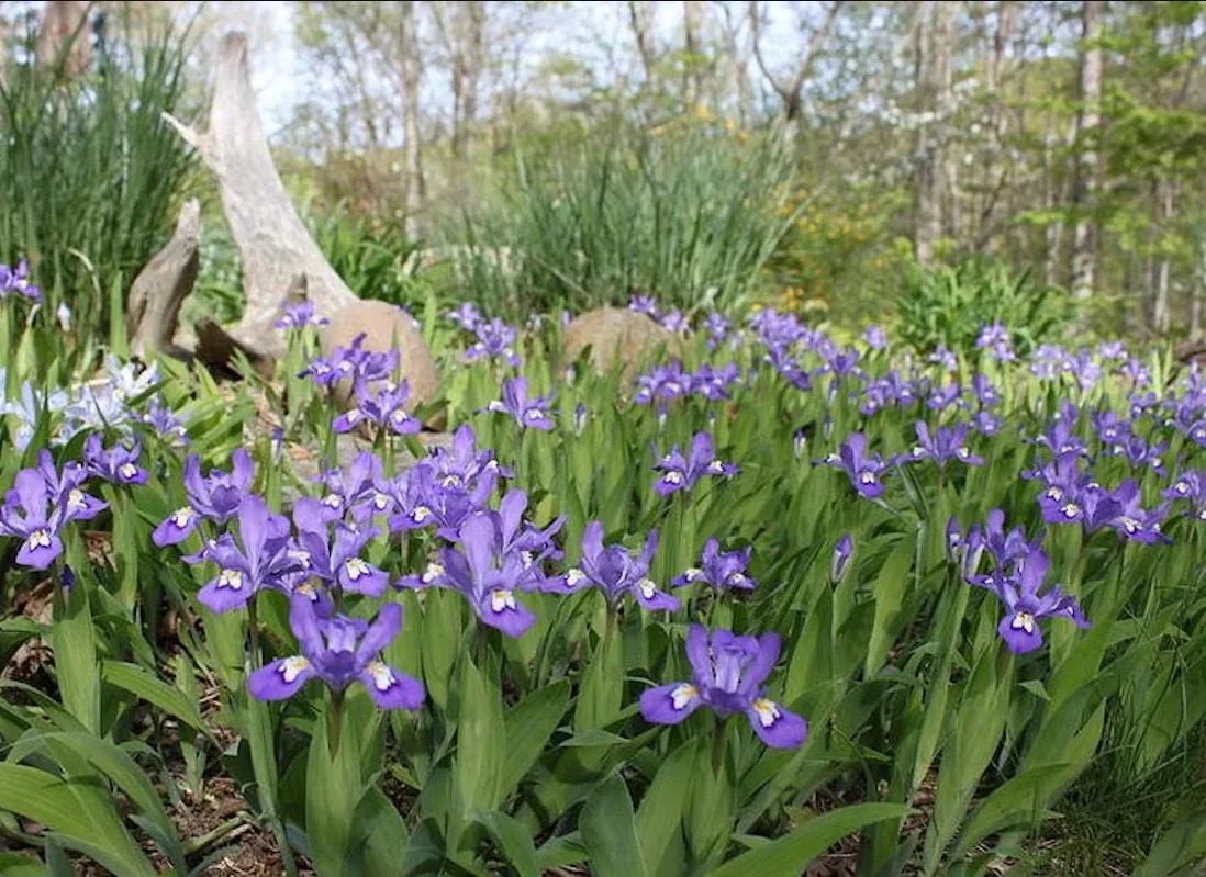 Crested Wild Iris Roots - Iris cristata - 5 Bare Roots - Perennial Woodland Flower - Outdoor - Image 2