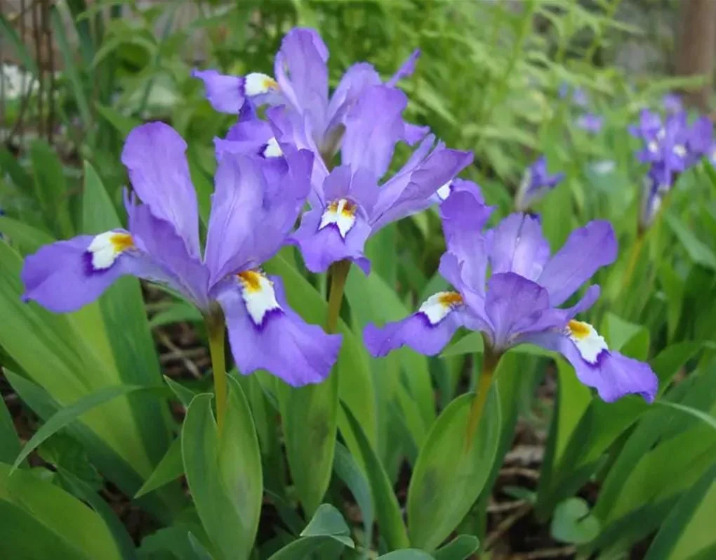 Crested Wild Iris Roots - Iris cristata - 5 Bare Roots - Perennial Woodland Flower - Outdoor - Image 3