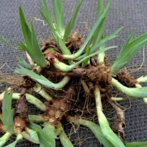 Crested Wild Iris Roots - Iris cristata - 5 Bare Roots - Perennial Woodland Flower - Outdoor - Image 4