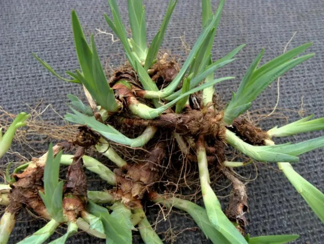 Crested Wild Iris Roots - Iris cristata - 5 Bare Roots - Perennial Woodland Flower - Outdoor - Image 4