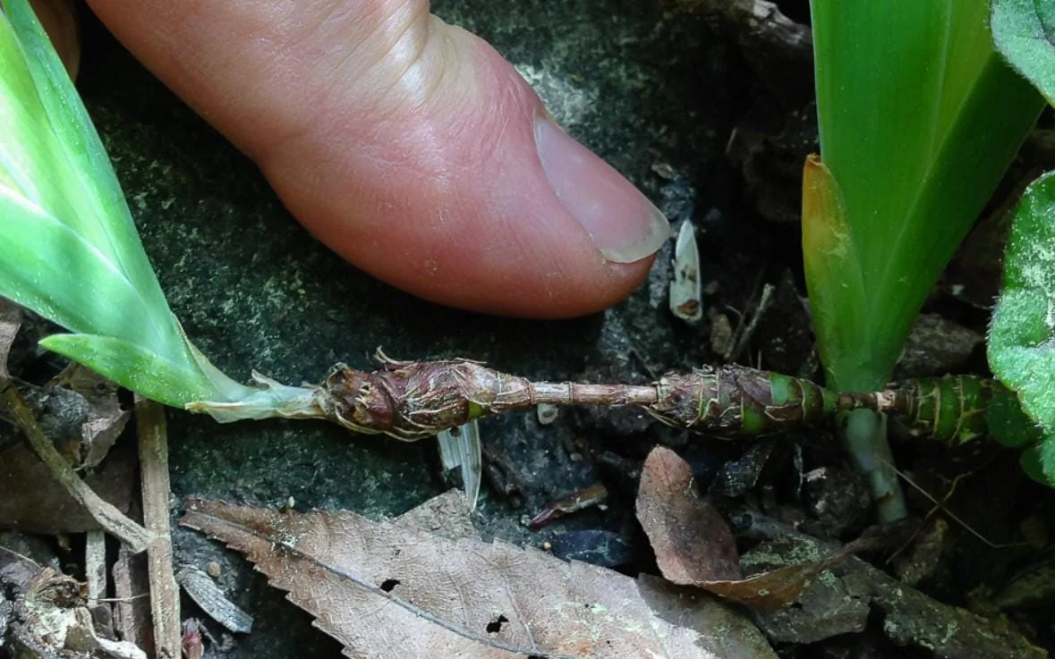 Crested Wild Iris Roots - Iris cristata - 5 Bare Roots - Perennial Woodland Flower - Outdoor - Image 5