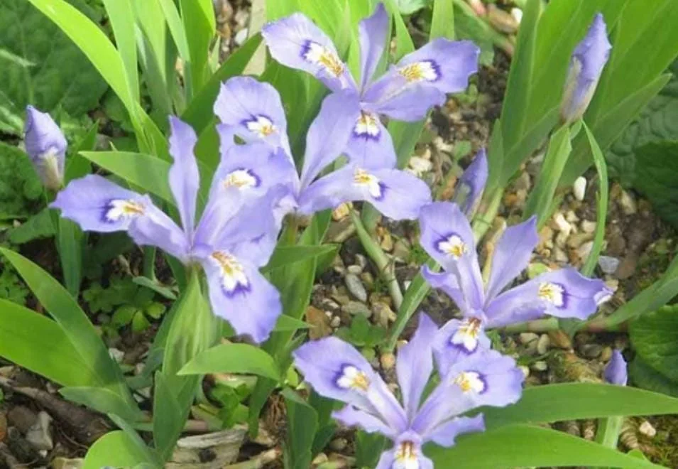 Crested Wild Iris Roots - Iris cristata - 5 Bare Roots - Perennial Woodland Flower - Outdoor - Image 6