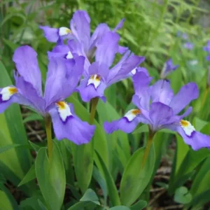 Crested Wild Iris Roots - Iris cristata - 5 Bare Roots - Perennial Woodland Flower - Outdoor - Image 7