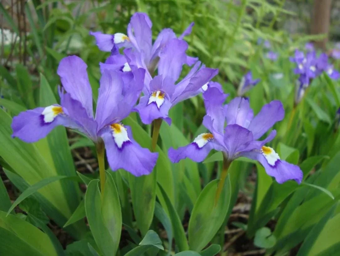 Crested Wild Iris Roots - Iris cristata - 5 Bare Roots - Perennial Woodland Flower - Outdoor - Image 7