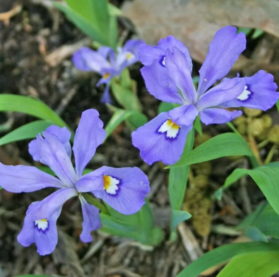 Crested Wild Iris Roots - Iris cristata - 5 Bare Roots - Perennial Woodland Flower - Outdoor - Image 1