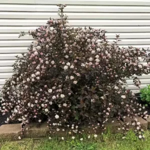 Crimson Diablo Ninebark Live Plant – 1 Gallon Pot – Purple Foliage Outdoor Shrub - Image 2