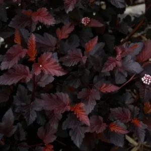 Crimson Diablo Ninebark Live Plant – 1 Gallon Pot – Purple Foliage Outdoor Shrub - Image 4