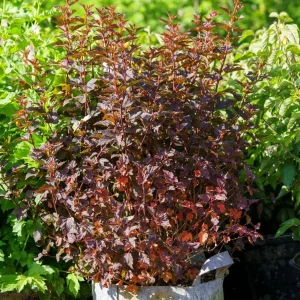 Crimson Diablo Ninebark Live Plant – 1 Gallon Pot – Purple Foliage Outdoor Shrub - Image 6