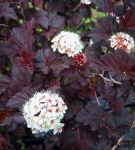 Crimson Diablo Ninebark Live Plant - 2.5