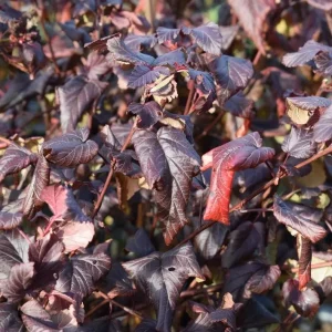 Crimson Diablo Ninebark Live Plant – 6-12