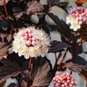 Crimson Diablo Ninebark Live Plant – 6-12