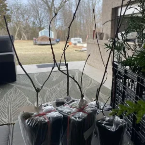 Crimson Diablo Ninebark Live Plant – 6-12