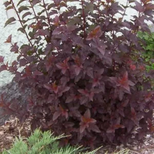 Crimson Diablo Ninebark Live Plant – 6-12