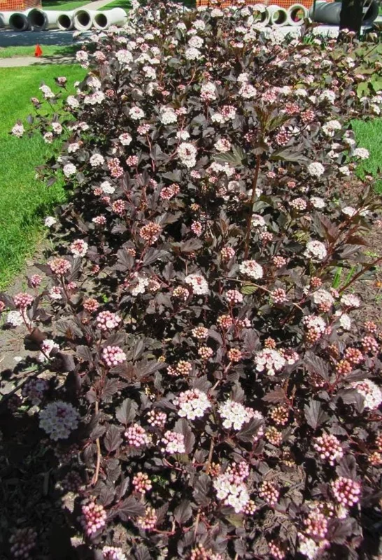 Crimson Diablo Ninebark Live Plant – Quart Pot – Deciduous Shrub – Outdoor - Image 2