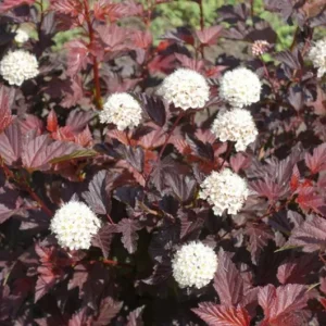 Crimson Diablo Ninebark Live Plant – Quart Pot – Deciduous Shrub – Outdoor - Image 3