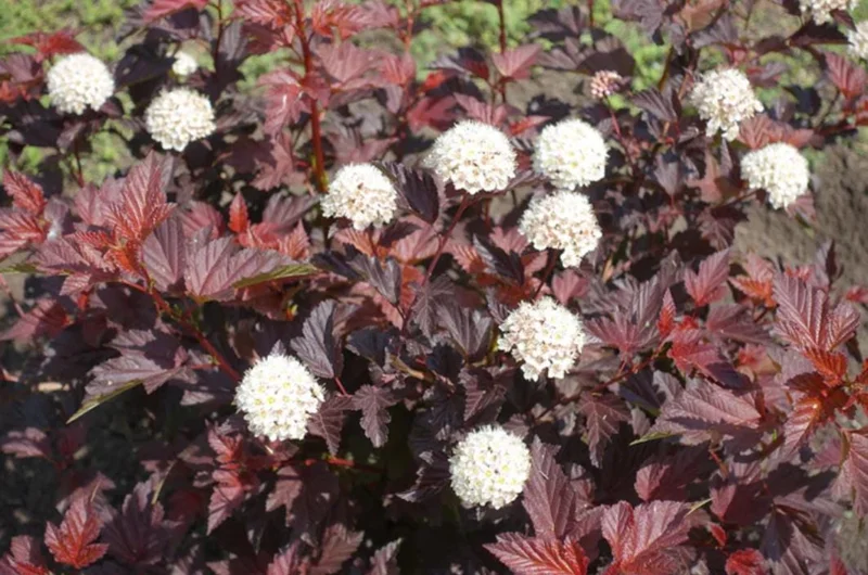 Crimson Diablo Ninebark Live Plant – Quart Pot – Deciduous Shrub – Outdoor - Image 3