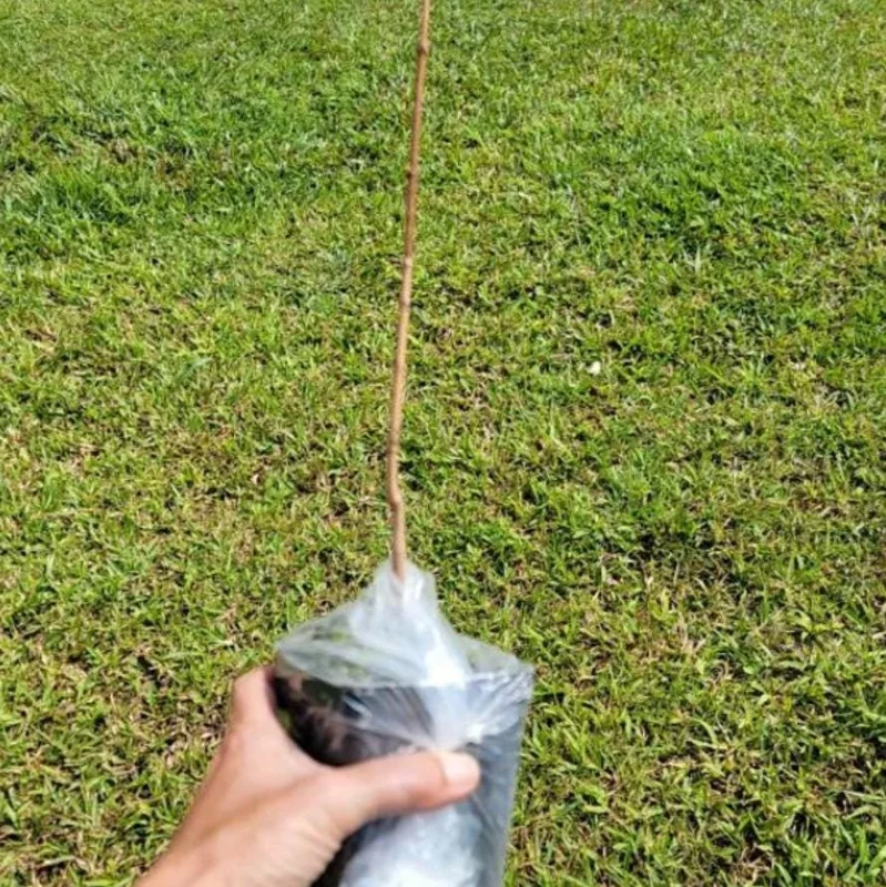 Crimson Diablo Ninebark Live Plant – Quart Pot – Deciduous Shrub – Outdoor - Image 4