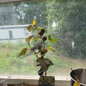 Crimson Diablo Ninebark Live Plant – Quart Pot – Deciduous Shrub – Outdoor - Image 5