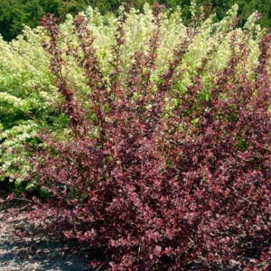 Crimson Diablo Ninebark Live Plant – Quart Pot – Deciduous Shrub – Outdoor - Image 6