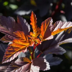 Crimson Diablo Ninebark Live Plant – Quart Pot – Deciduous Shrub – Outdoor - Image 7