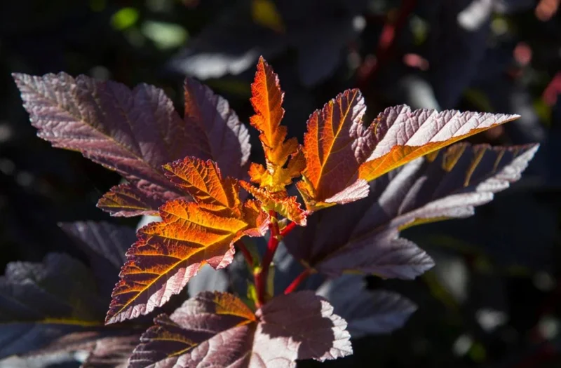 Crimson Diablo Ninebark Live Plant – Quart Pot – Deciduous Shrub – Outdoor - Image 7