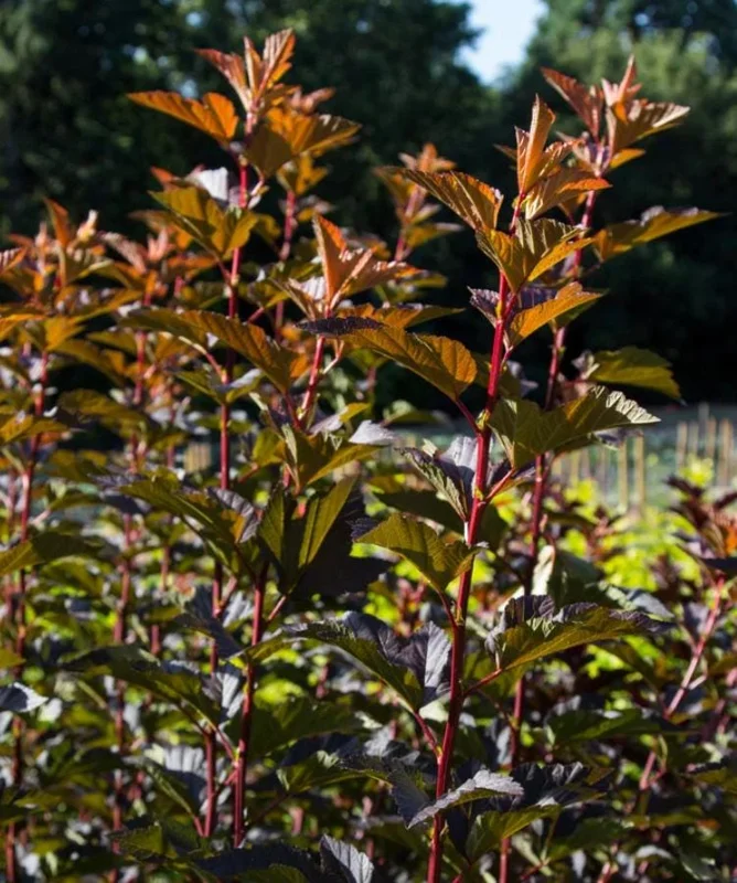 Crimson Diablo Ninebark Live Plant – Quart Pot – Deciduous Shrub – Outdoor - Image 8
