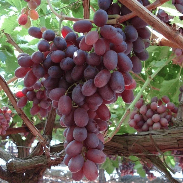 Crimson Seedless Grape Vine - Live Plant, 2.5 ft Tall, 4 Years Old, Outdoor - Image 1