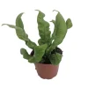 Crispy Wave Fern Live Plant - 2.5" Pot - Asplenium - Indoor Air Purifier - Image 1