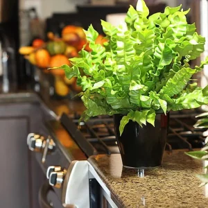 Crispy Wave Fern Live Plant - 2.5