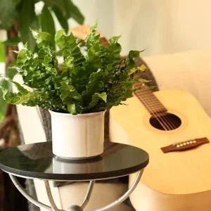 Crispy Wave Fern Live Plant - 2.5