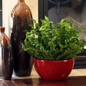 Crispy Wave Fern Live Plant - 2.5