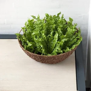 Crispy Wave Fern Live Plant - 2.5