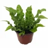 Crispy Wave Fern Live Plant – 4 inch Pot – Asplenium – Indoor Houseplant - Image 1