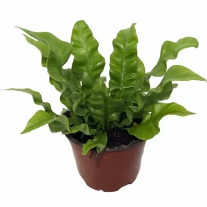 Crispy Wave Fern Live Plant – 4 inch Pot – Asplenium – Indoor Houseplant - Image 1