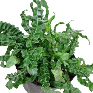 Crispy Wave Fern Live Plant – 4 inch Pot – Asplenium – Indoor Houseplant - Image 4