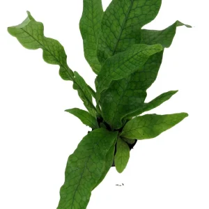 Crocodile Fern Live Plant – Microsorum musifolium 'Crocodyllus' – 4 inch Pot – Indoor - Image 3