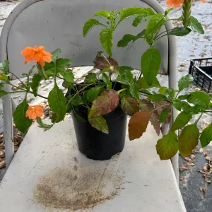 Crossandra Orange Live Plant - Firecracker Flower, Kanakambaram, Tropical Houseplant - Image 2