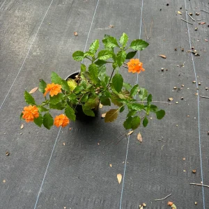 Crossandra Orange Live Plant - Firecracker Flower, Kanakambaram, Tropical Houseplant - Image 3