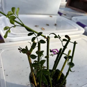 Crossandra Orange Live Plant - Firecracker Flower, Kanakambaram, Tropical Houseplant - Image 7