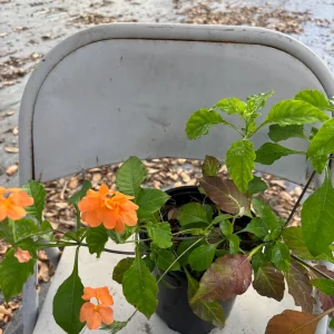 Crossandra Orange Live Plant – Firecracker Flower – Potted Houseplant – Attracts Pollinators - Image 1