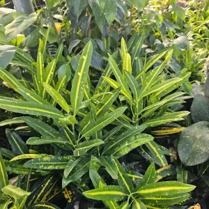 Croton Banana Live Plant - 4 inch Pot - Vibrant Indoor Houseplant - Image 2