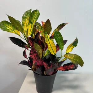 Croton Icetone Live Plant 6 inch Pot - Colorful Foliage Houseplant Indoor - Image 4