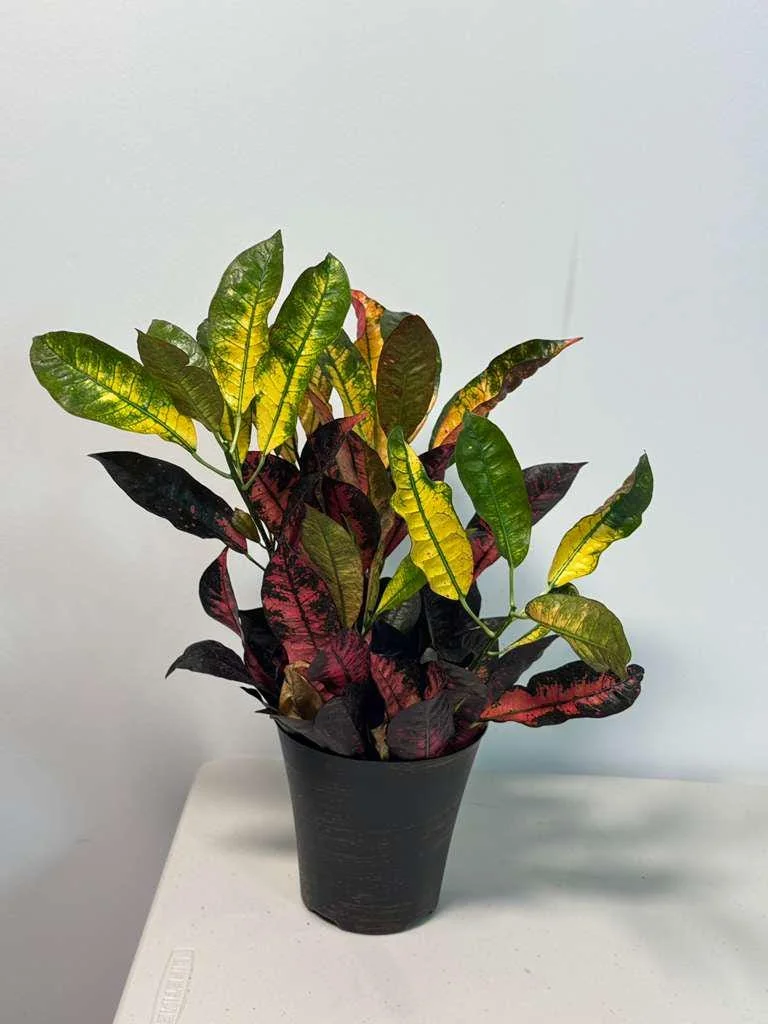 Croton Icetone Live Plant 6 Inch Pot - Colorful Indoor Foliage Houseplant - Image 2