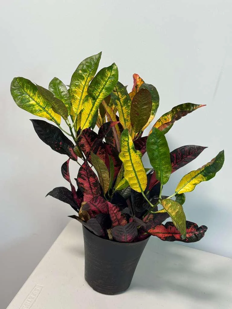 Croton Icetone Live Plant 6 Inch Pot - Colorful Indoor Foliage Houseplant - Image 3